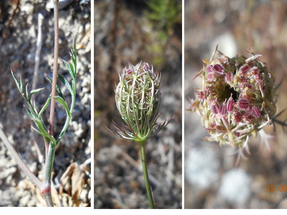 Id - Daucus cfr. carota